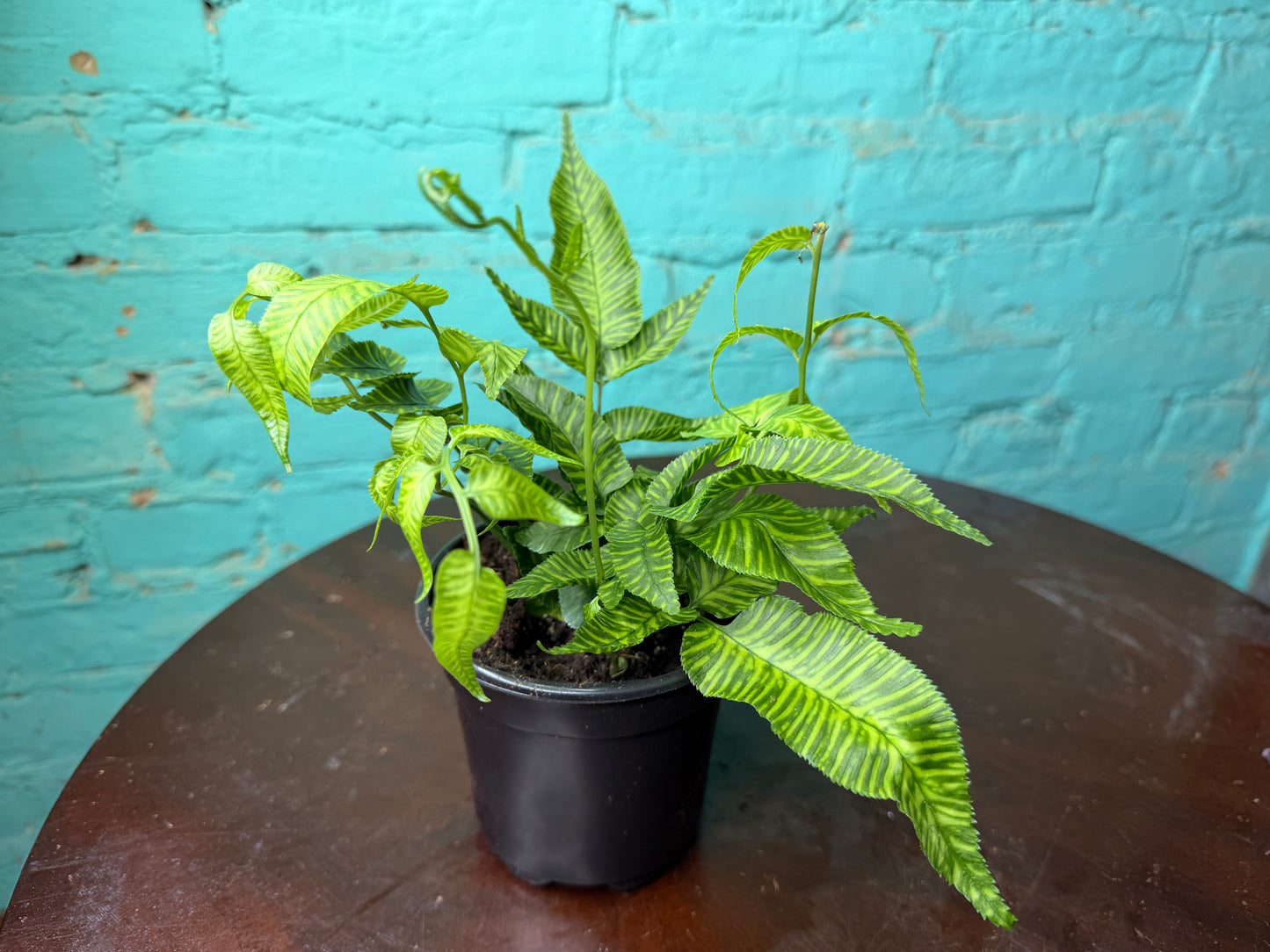 Golden Zebra Bamboo Fern
