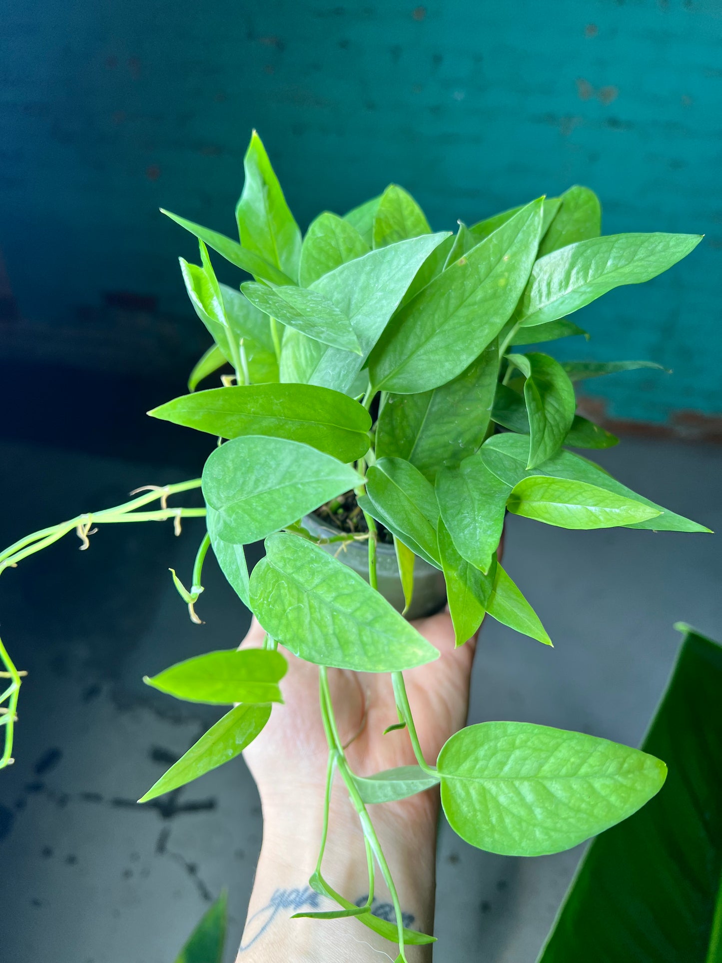 Cebu Blue Pothos 4”