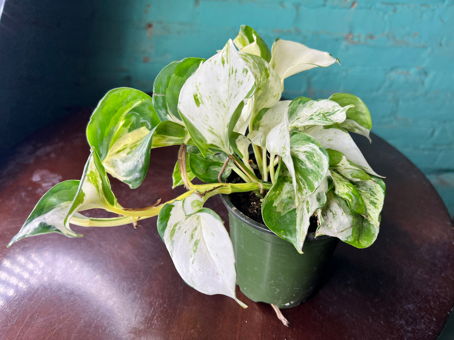 Manjula Pothos 4”