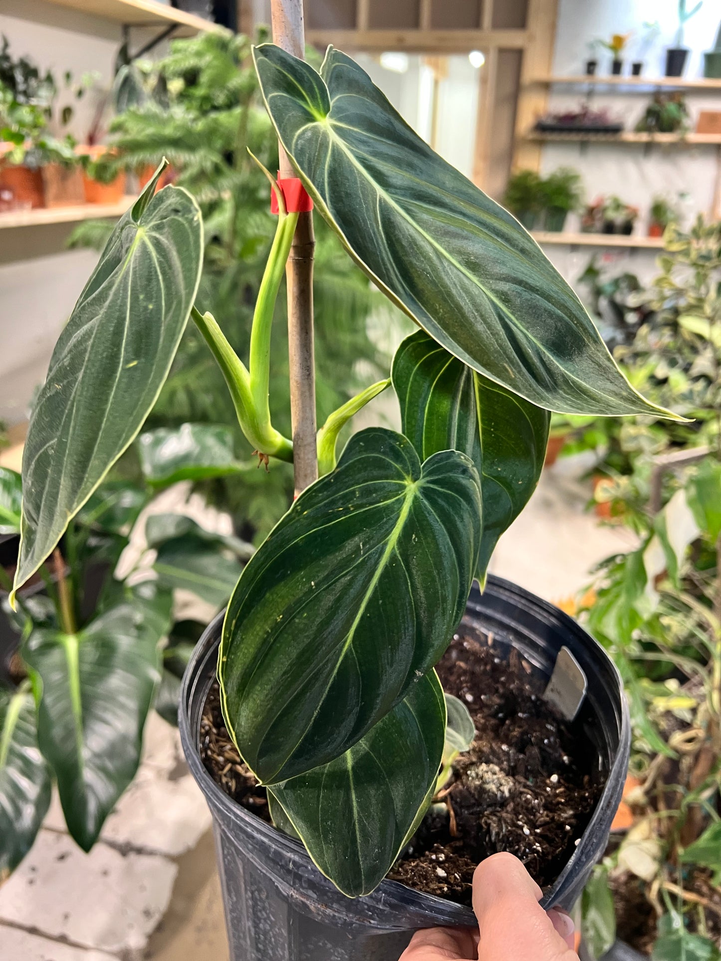 Philodendron Melanochrysum (Black and Gold) 10” Trellis