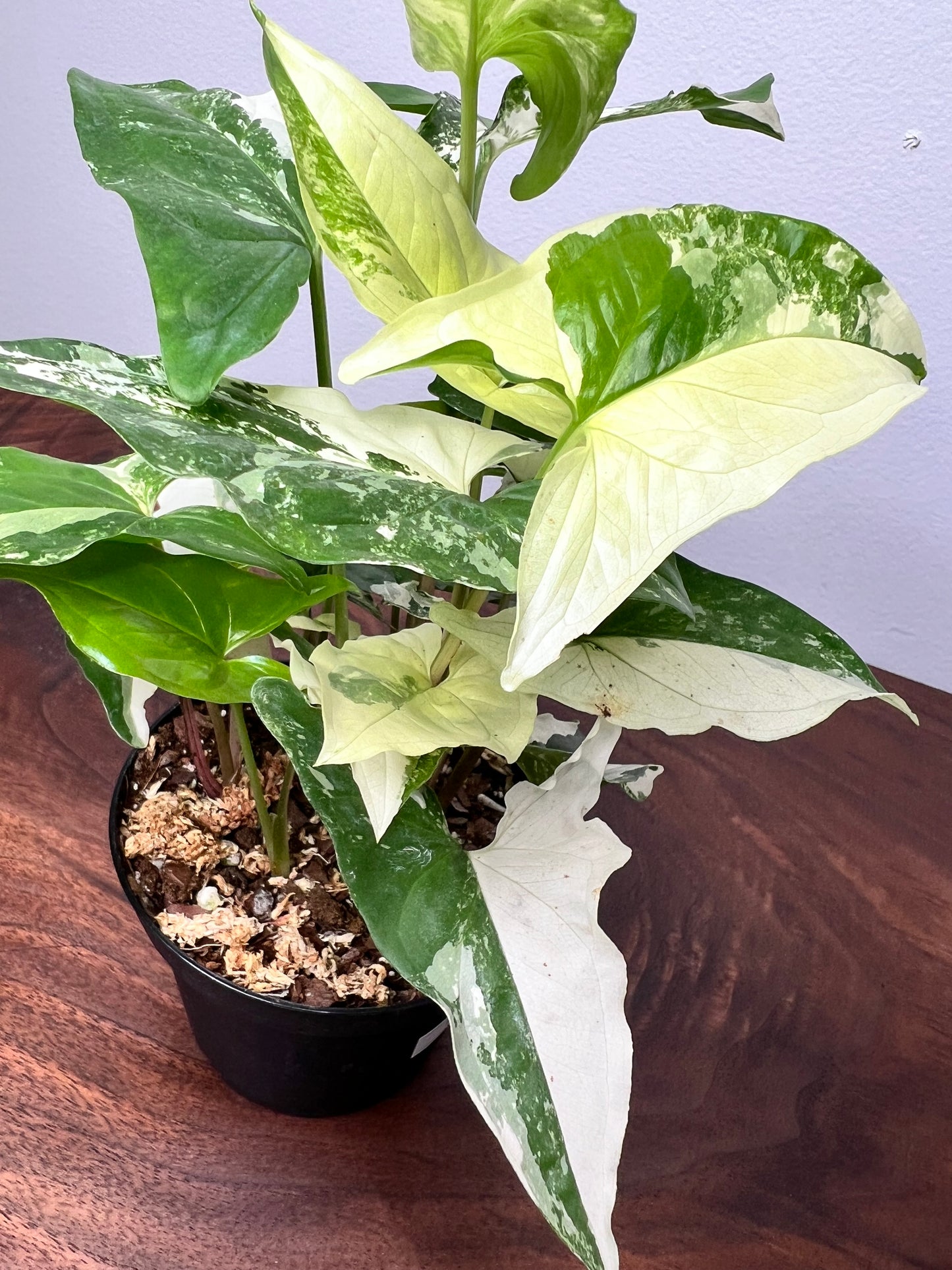 Syngonium Albo- high variegation