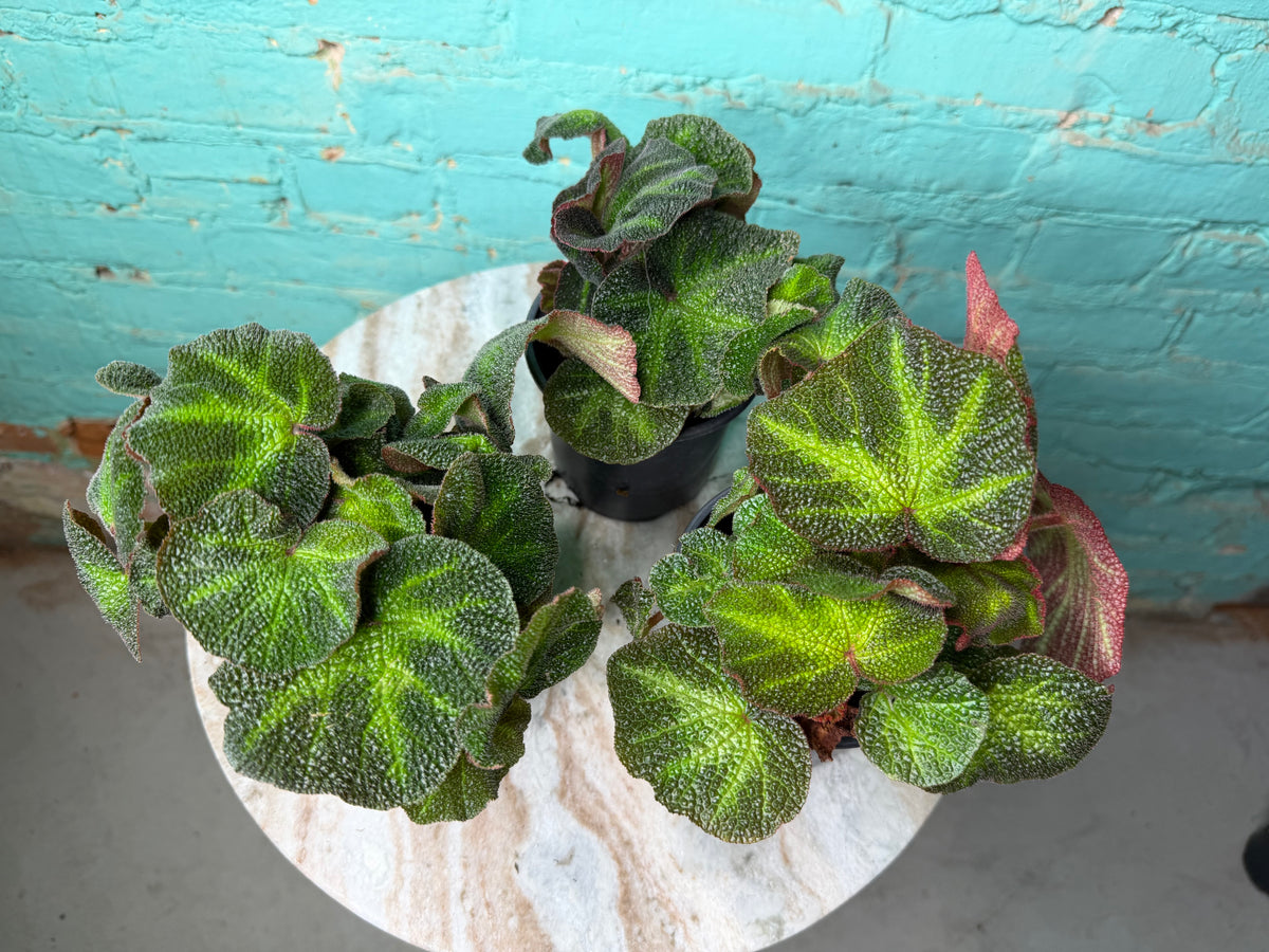 Begonia Iron Cross -Red 4”
