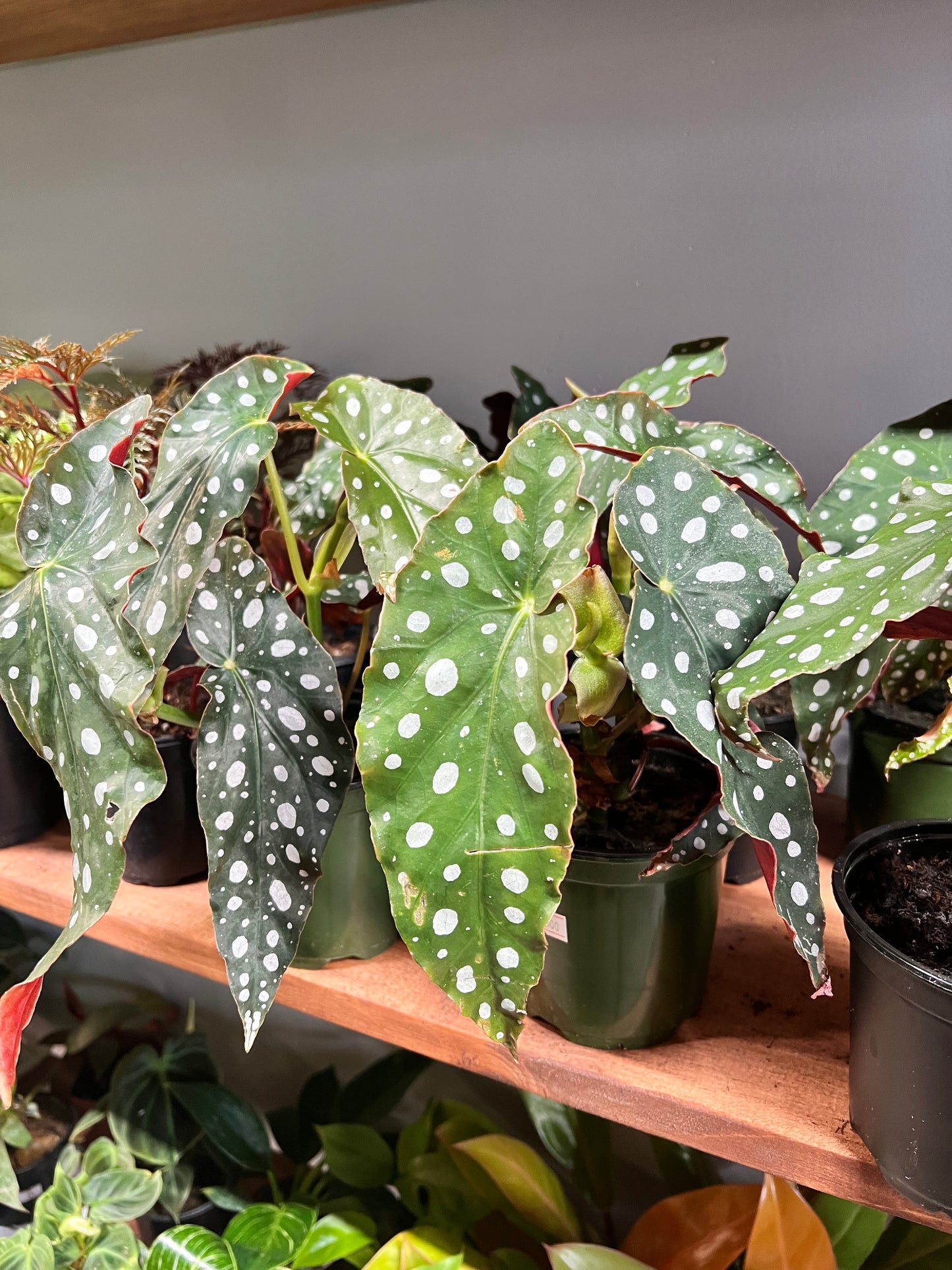 Begonia maculata- Polka Dot 5”