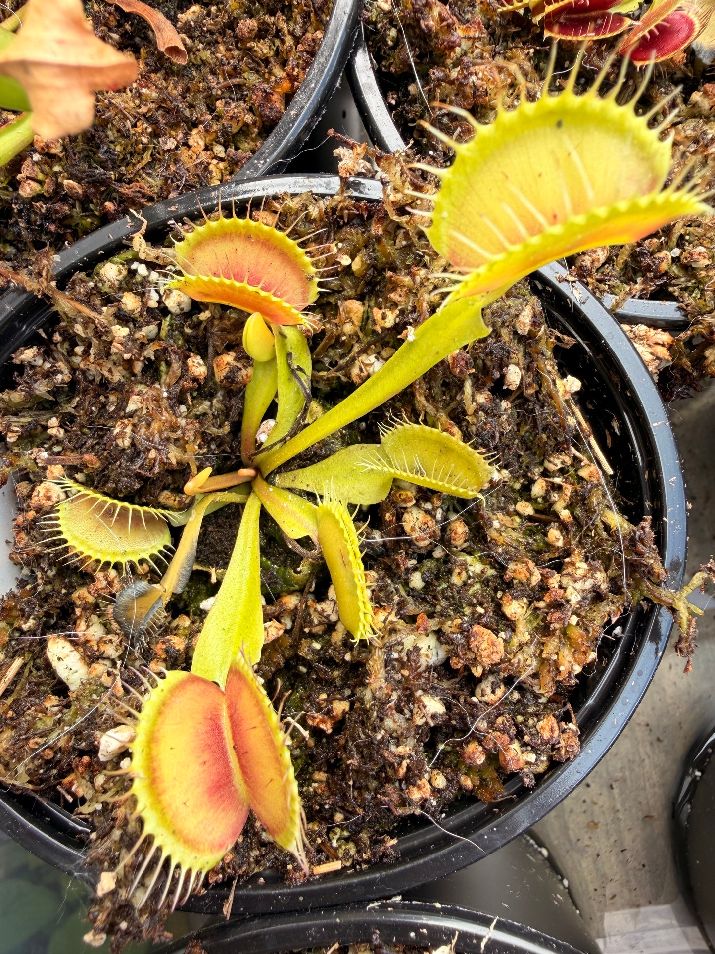 Dionaea ‘Mammoth’ -Venus Fly Trap
