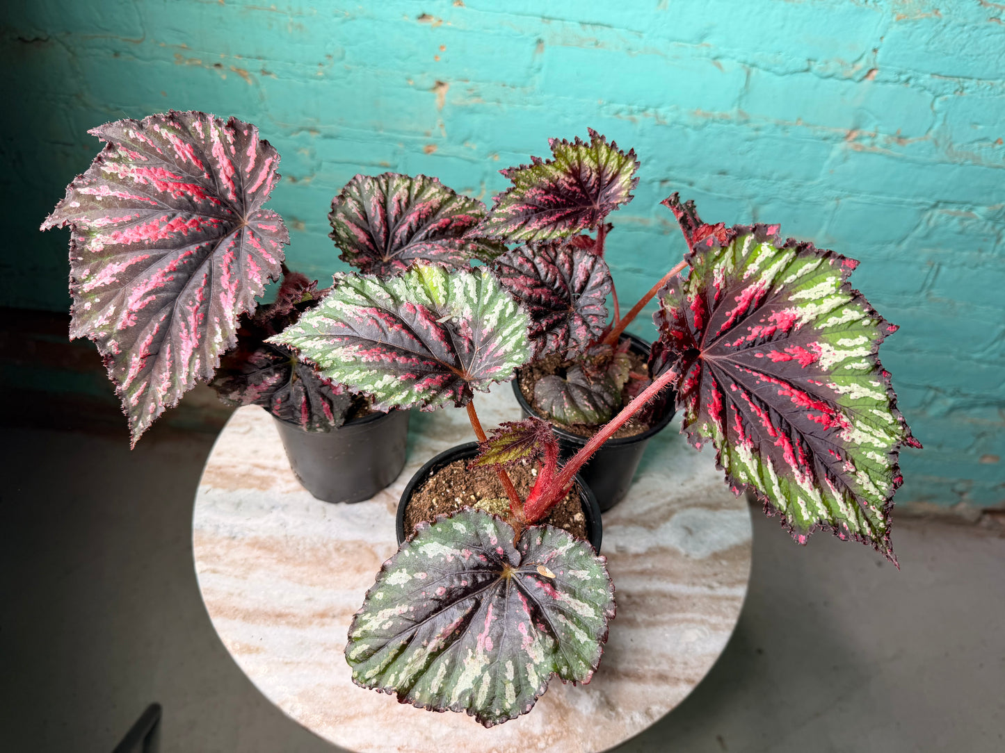 Begonia T-Rex ‘Painted’