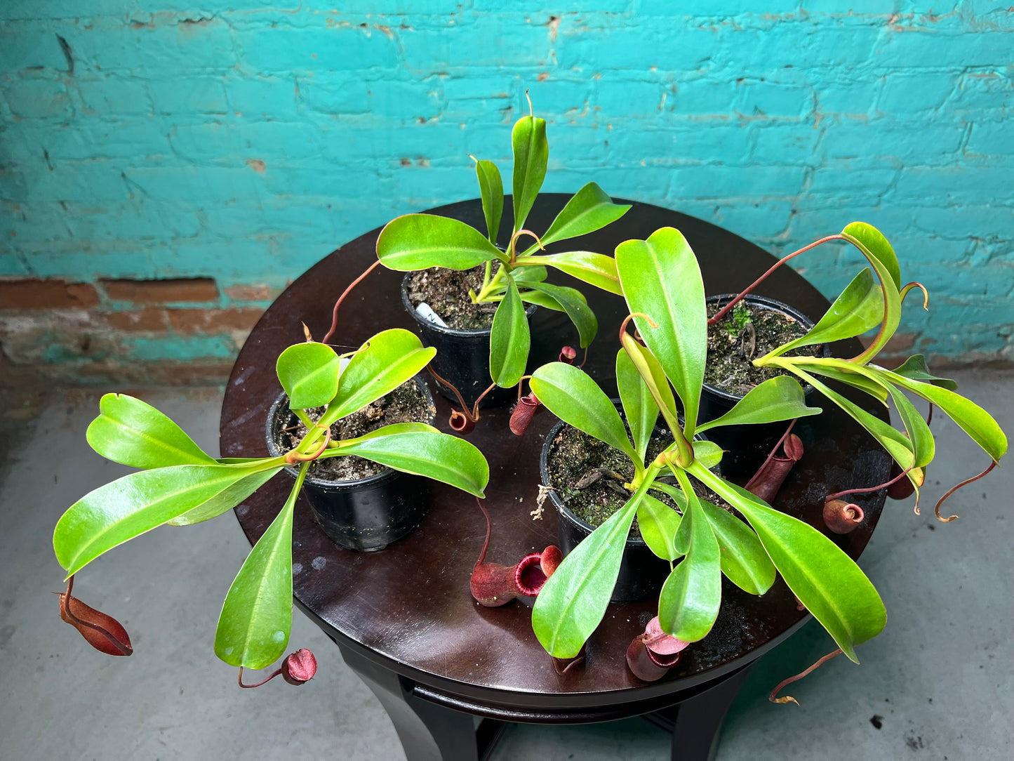 Nepenthes Pitcher Plant “Lowii” 4”