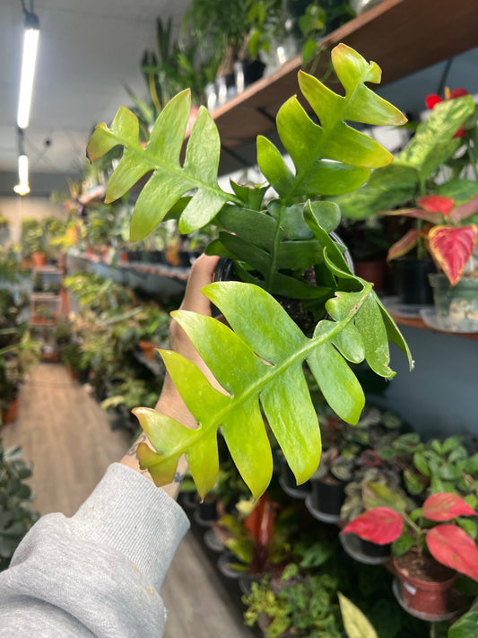 Fern Leaf Cactus 4”