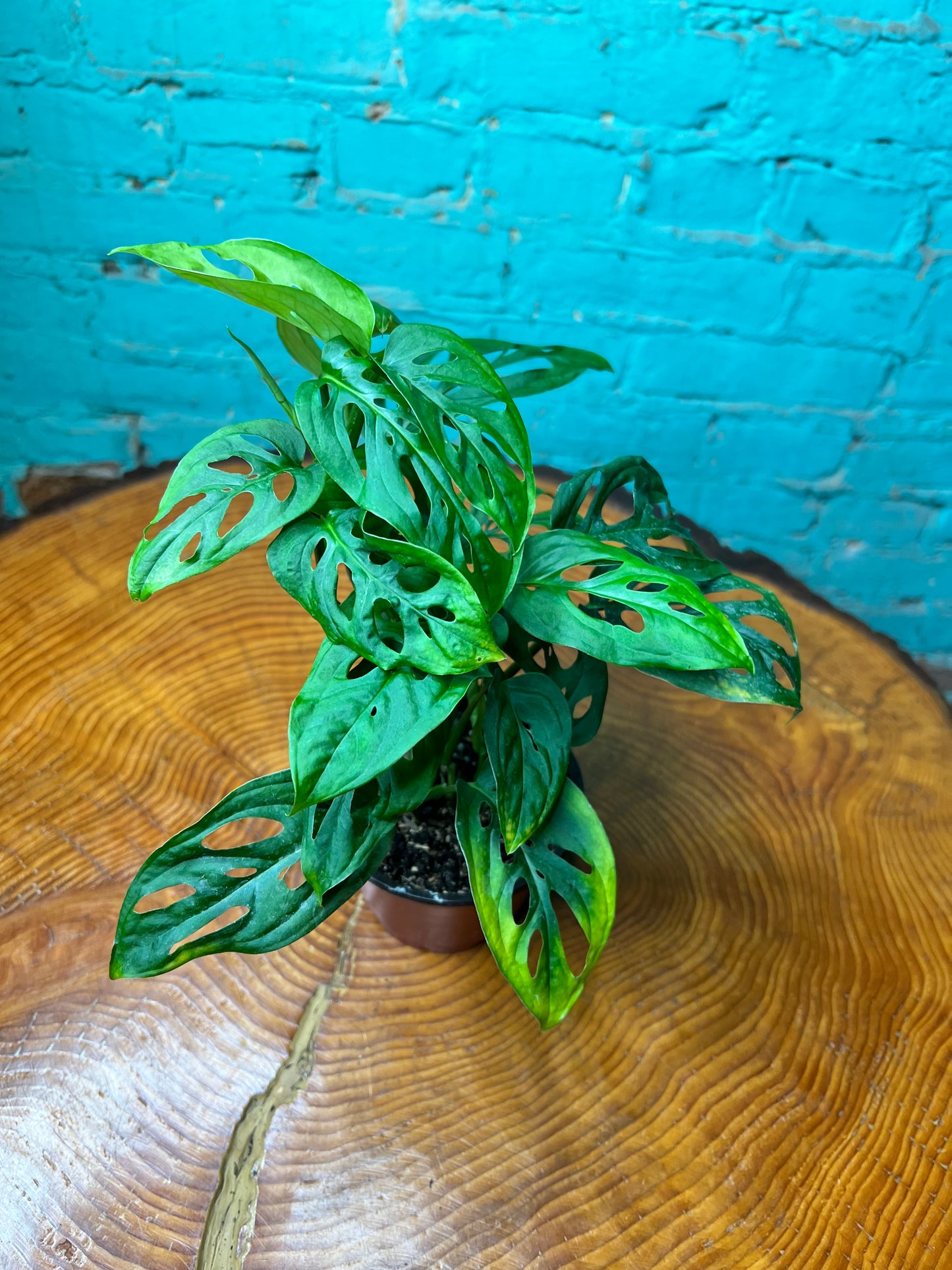 Monstera Swiss Cheese 4”