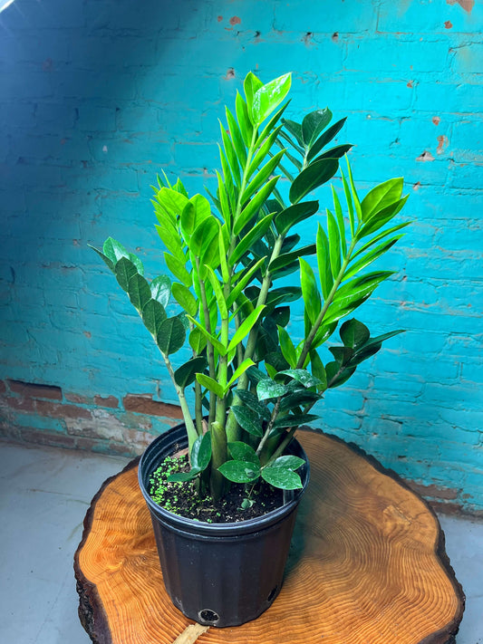 ZZ plant 8” in a black pot with lush green leaves against a colorful background.