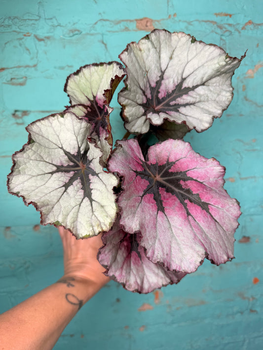 Begonia Rex 4”