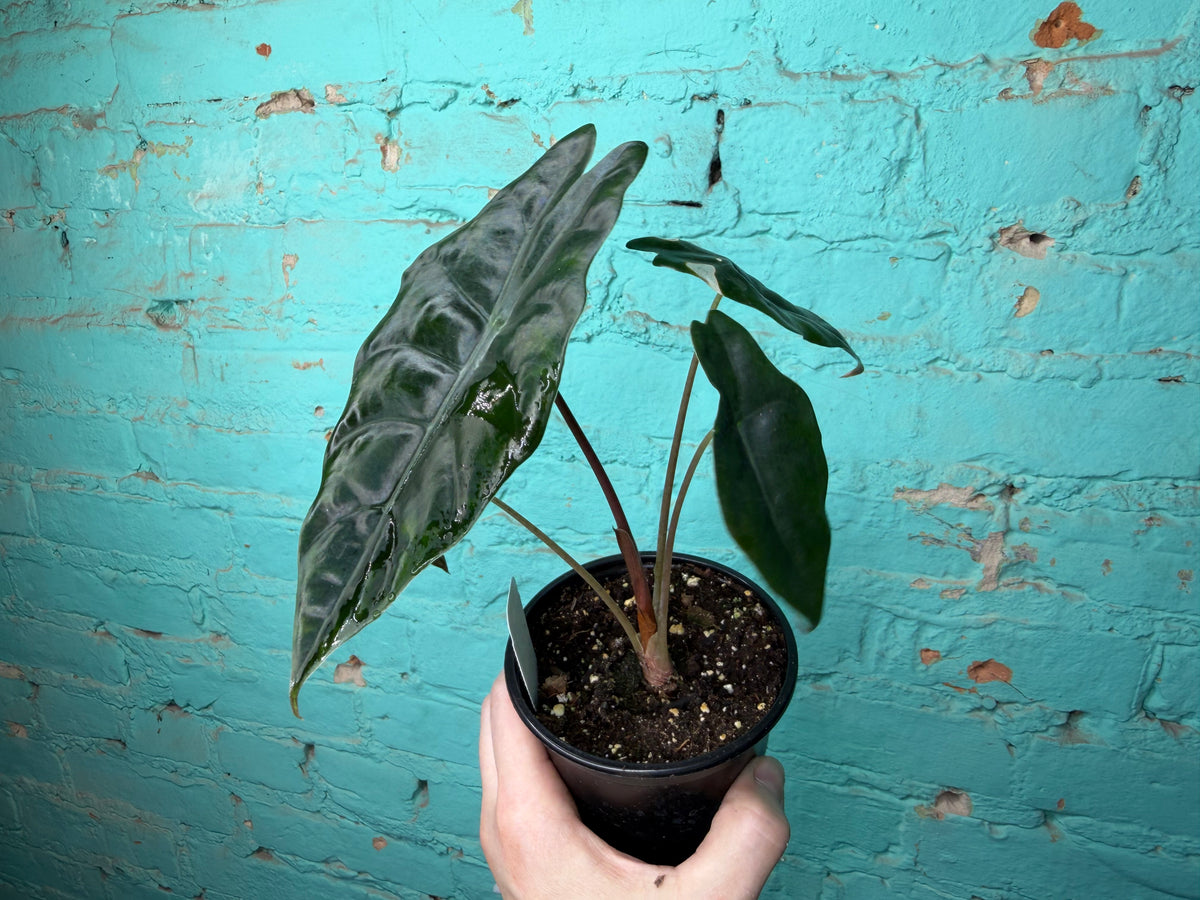 Alocasia Chantrieri 4”
