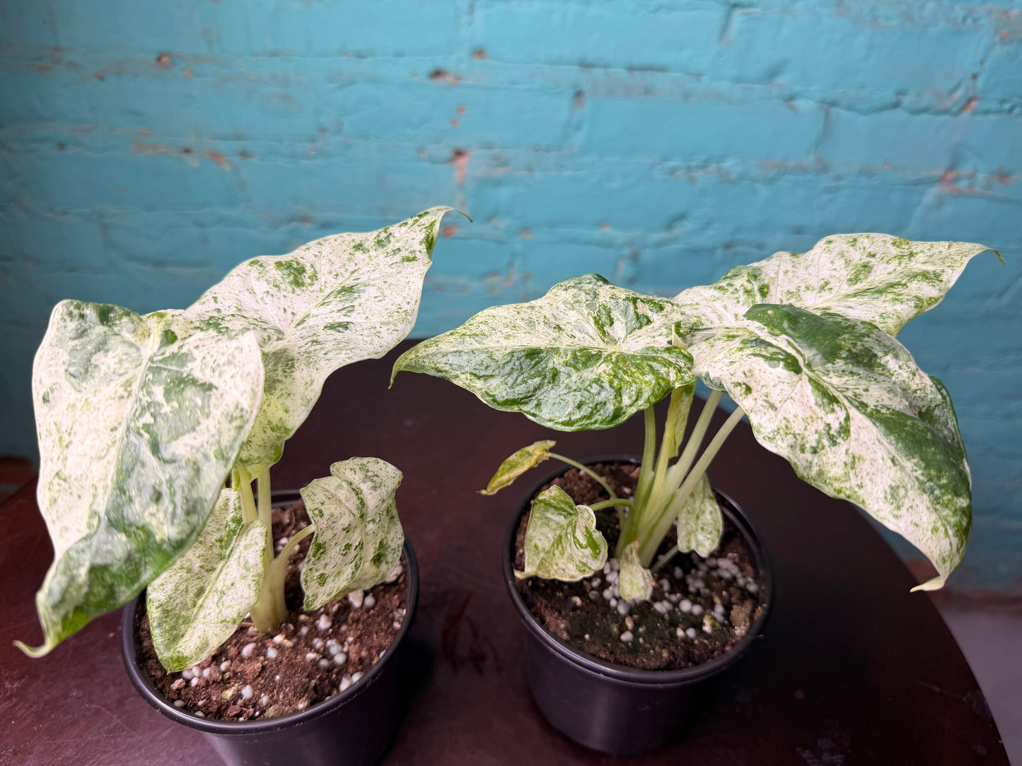 Alocasia ‘Odora Batik’ 4”