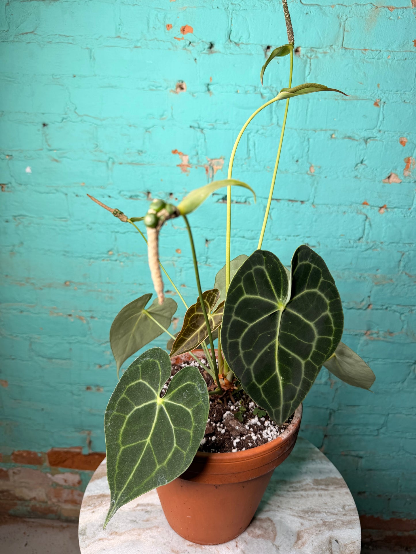 Anthurium Clarinervium 8”