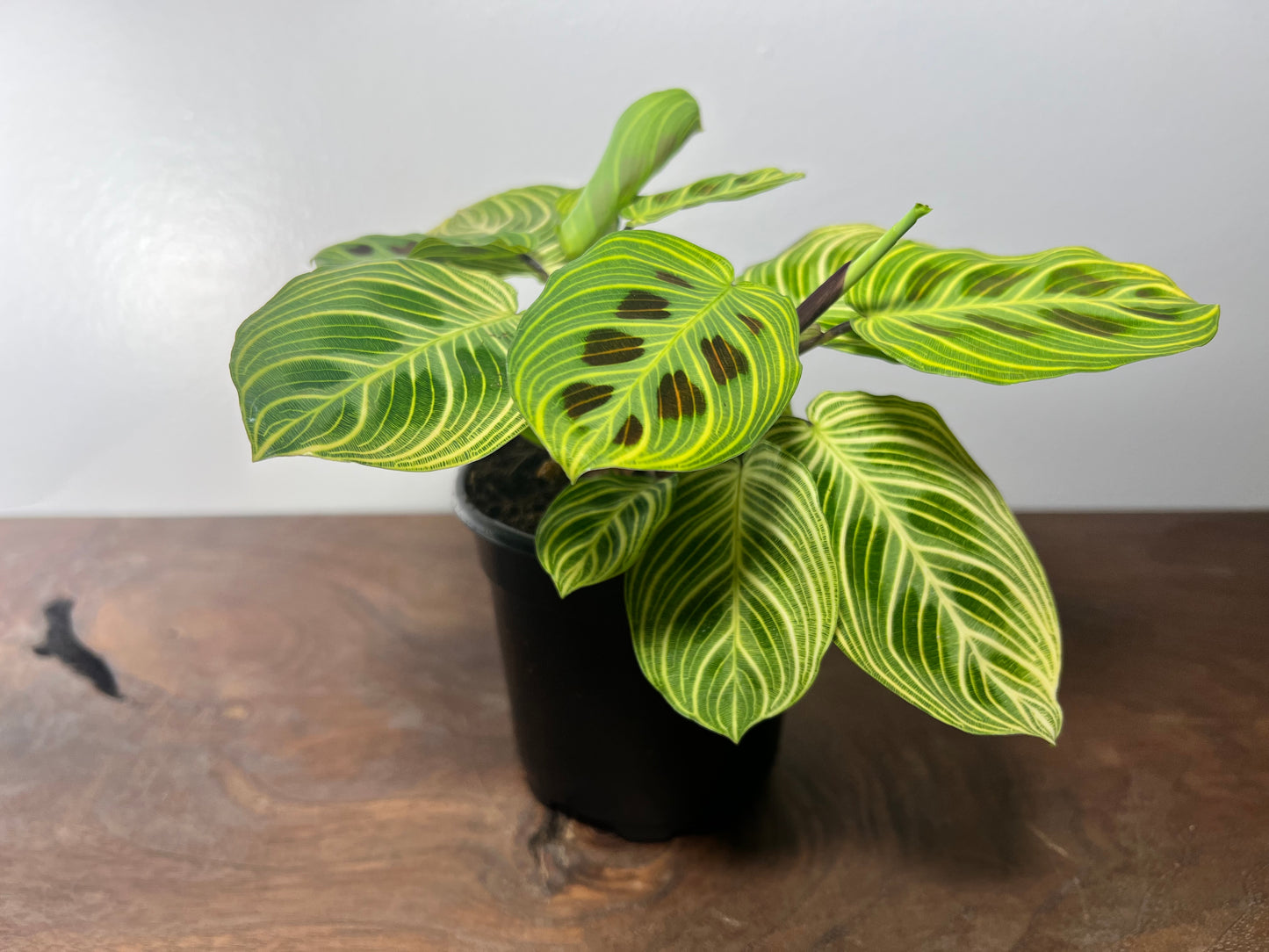 Maranta Gold Lines 4”