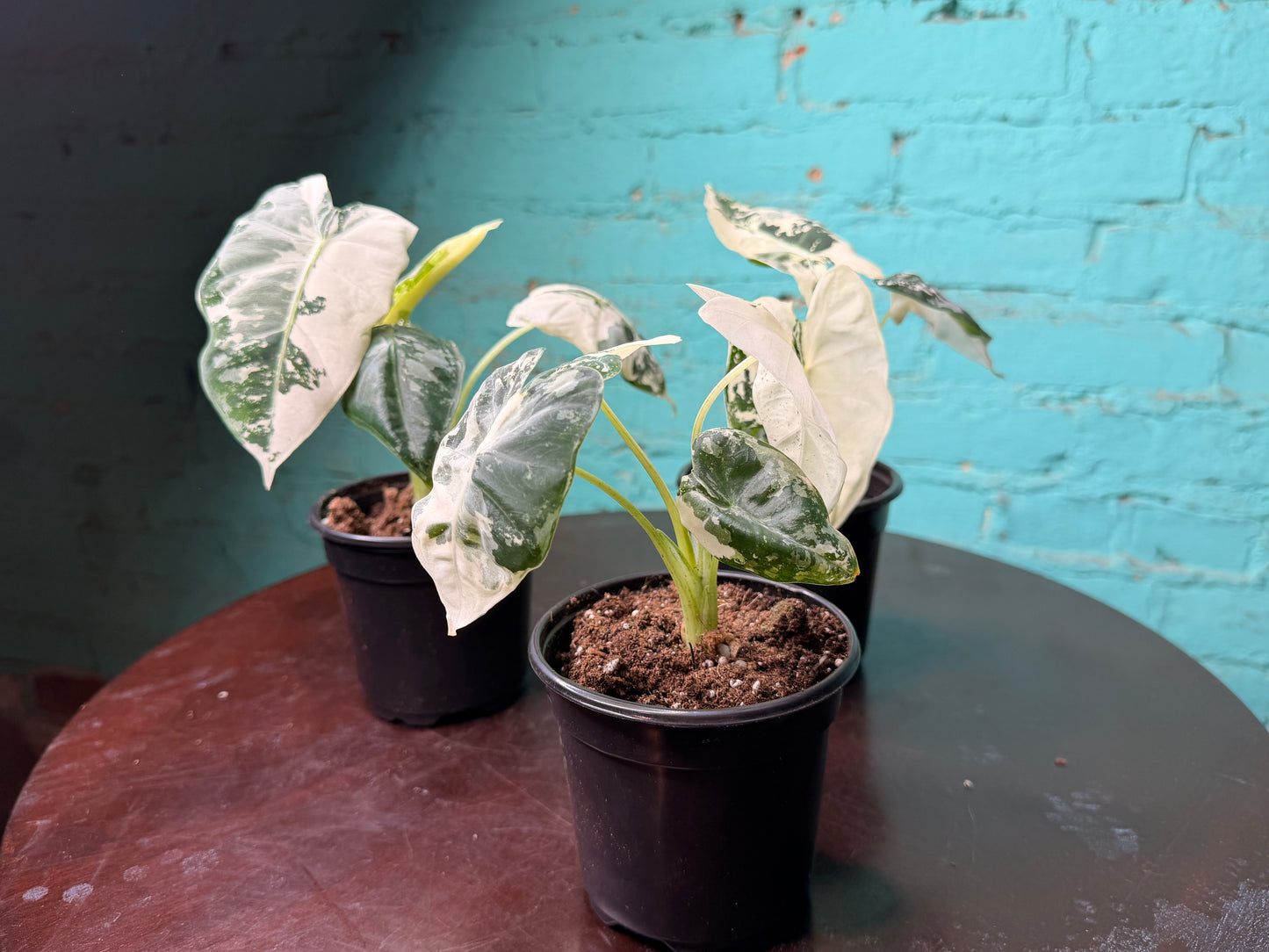 Alocasia Frydek Variegated 4”