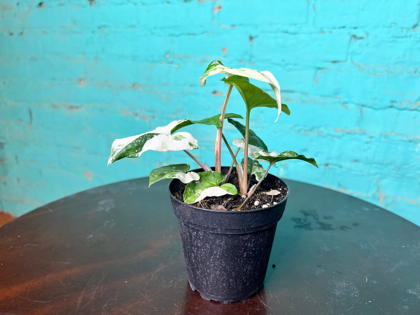Syngonium Albo