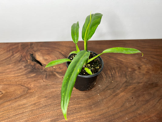 Philodendron Elegans