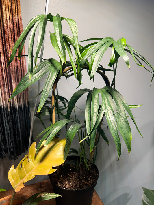 Amydrium Zippelianum 6” Trellis