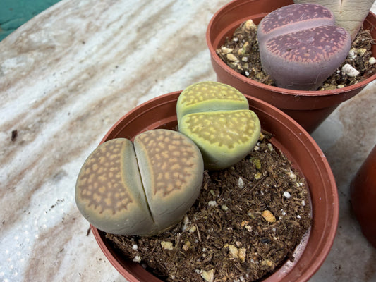 Living stones 3”