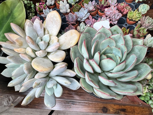 Echeveria 4”