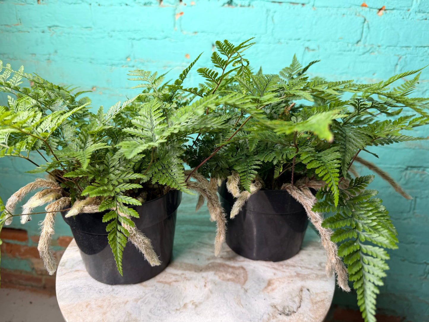 Rabbit Foot Fern 6”