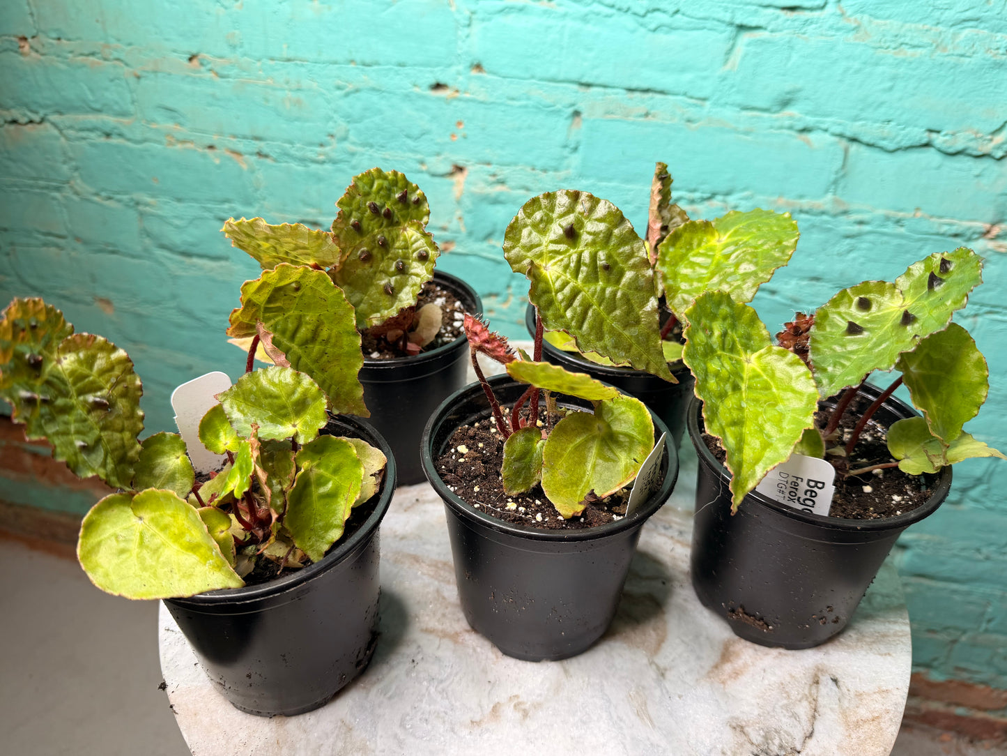 Begonia Ferox 4”