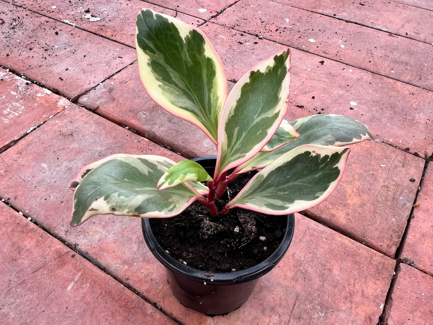 Peperomia- Ginny (Rainbow)