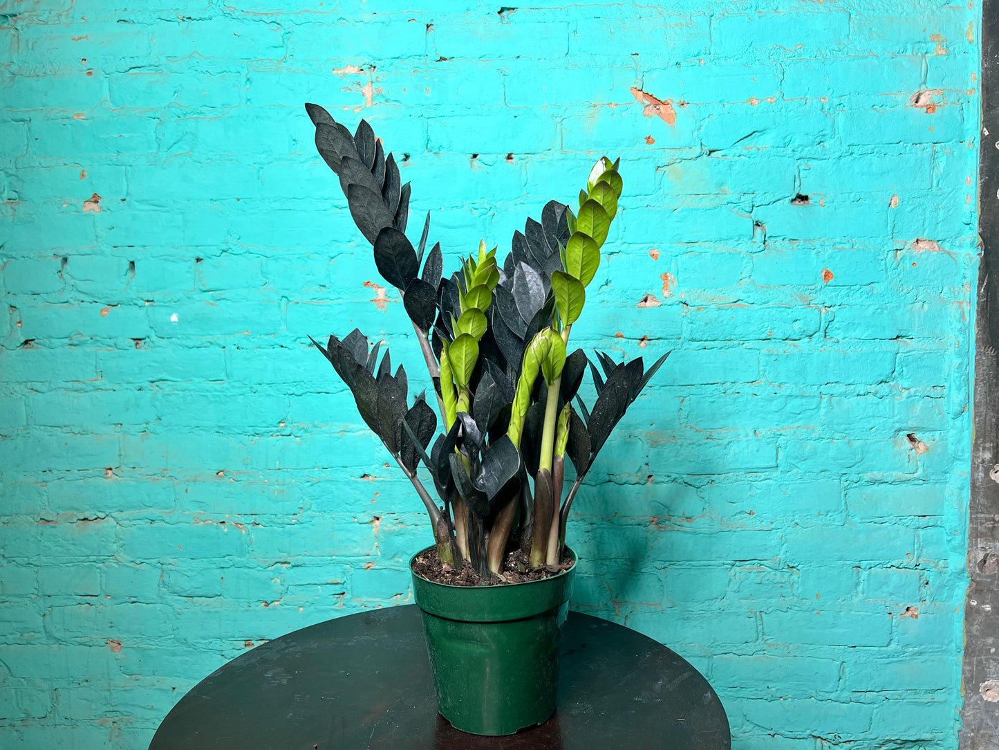 Raven ZZ Plant 6”