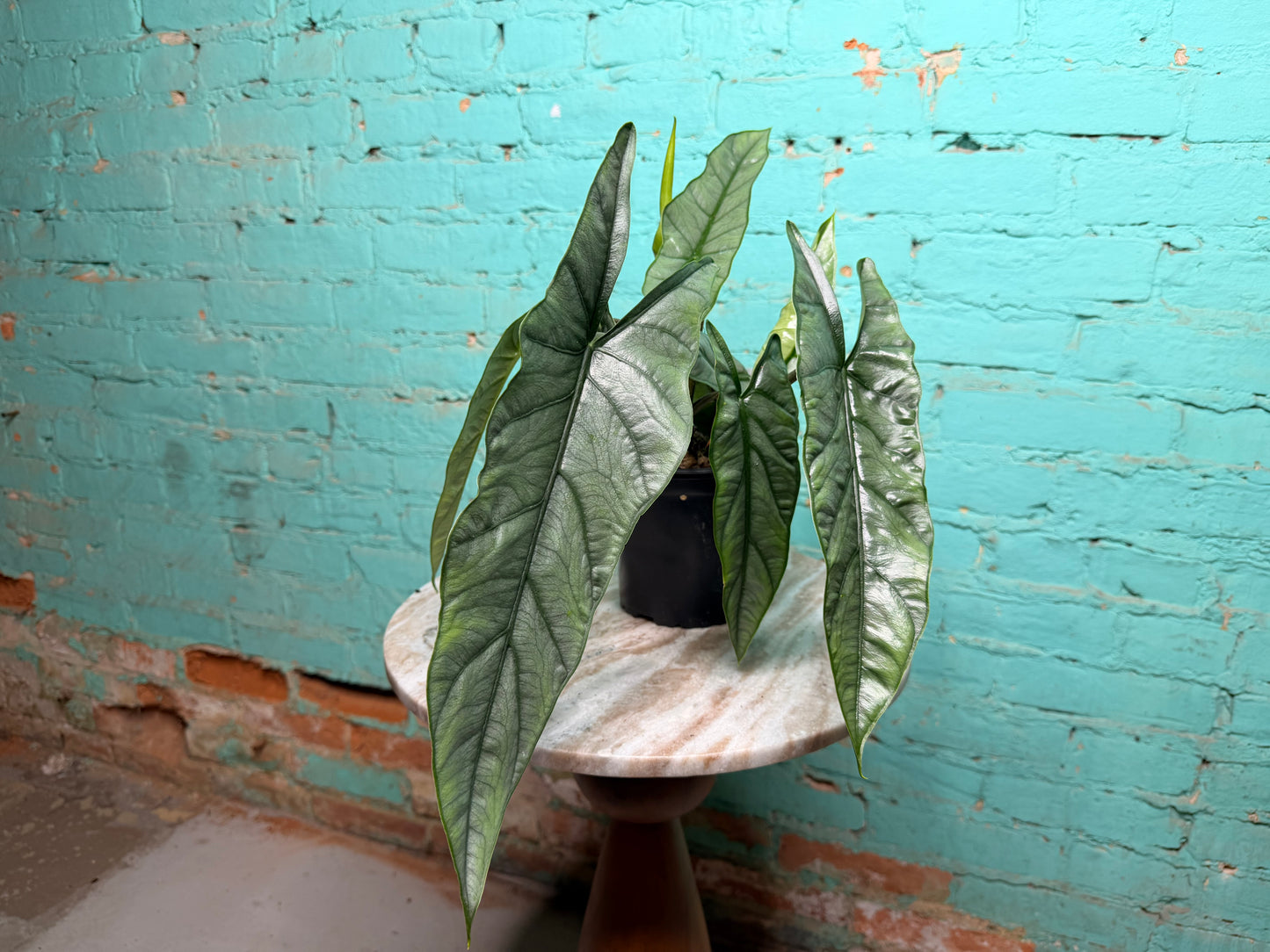 Alocasia Heterophylla ‘Dragons Breath’ 6”