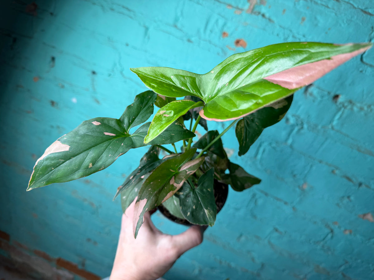 Syngonium Pink Splash 4”
