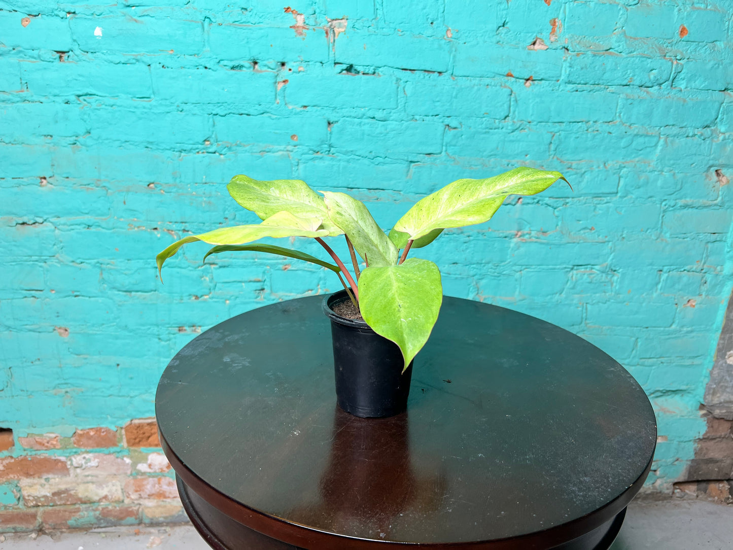 Philodendron Snow Drift 4”