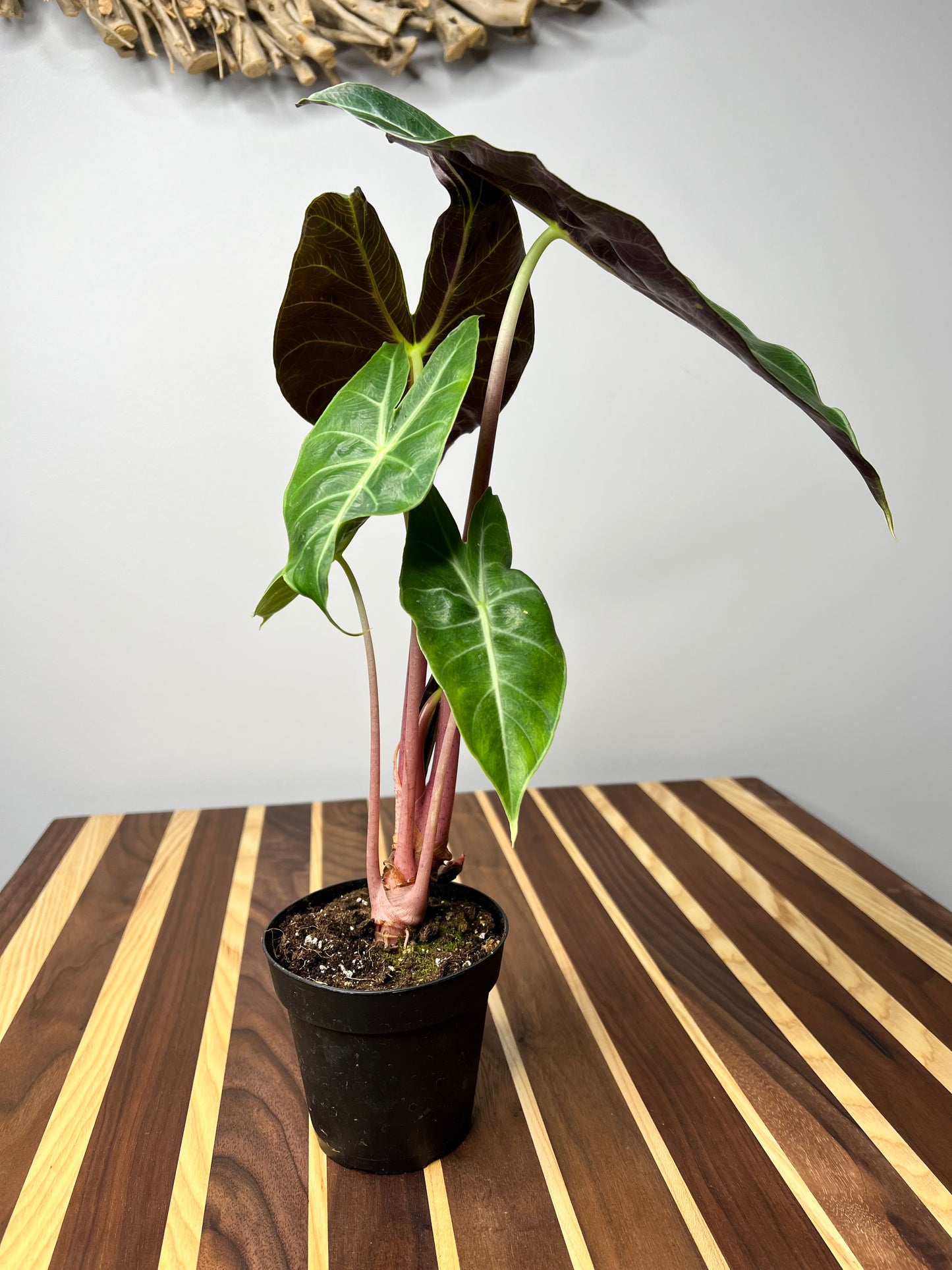 Alocasia Morocco (Pink Dragon)