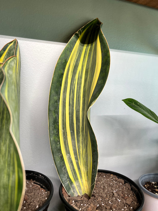 Sansevieria Whale Fin Variegated 6”