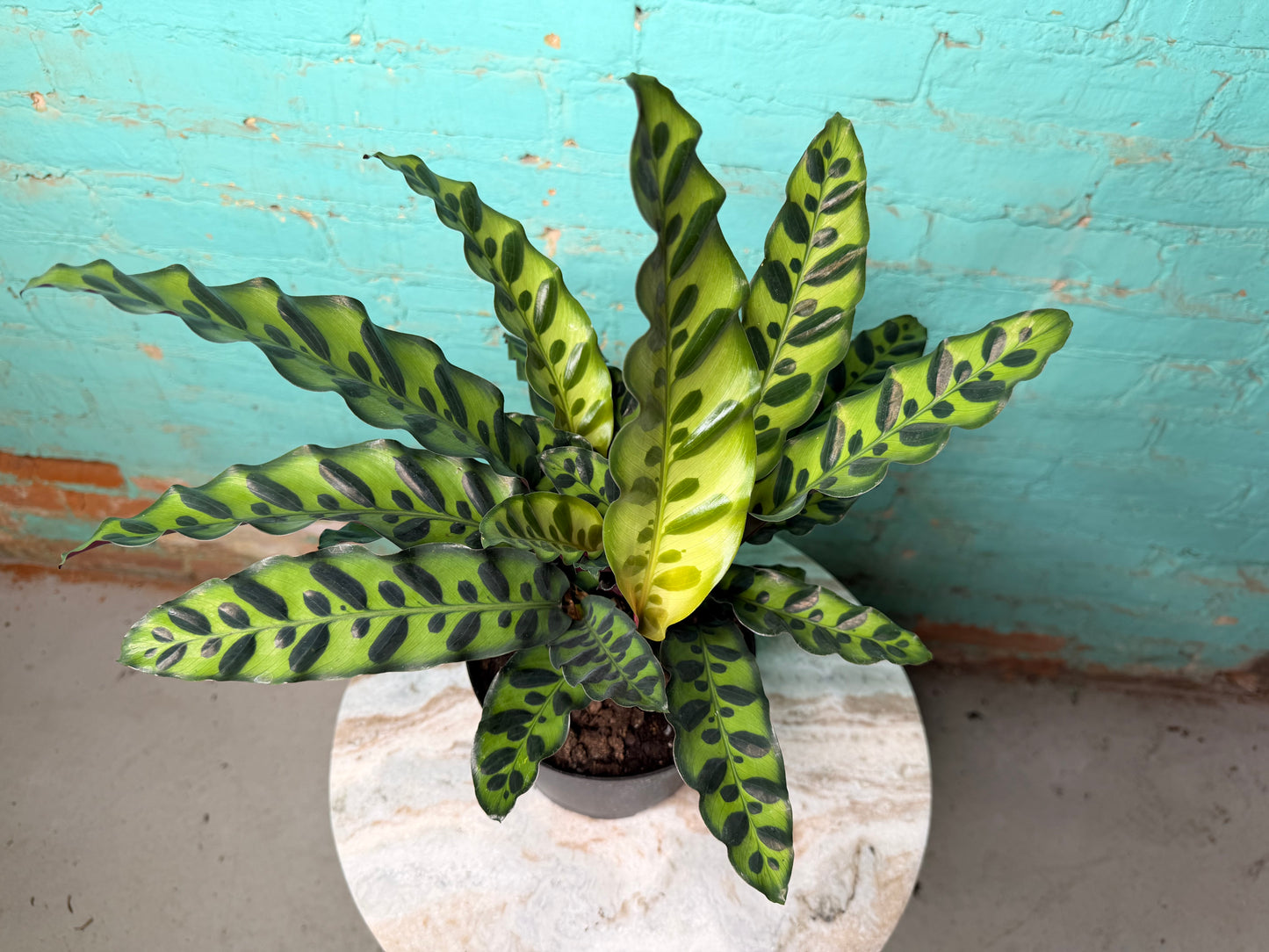 Rattle Snake calathea (6inch)