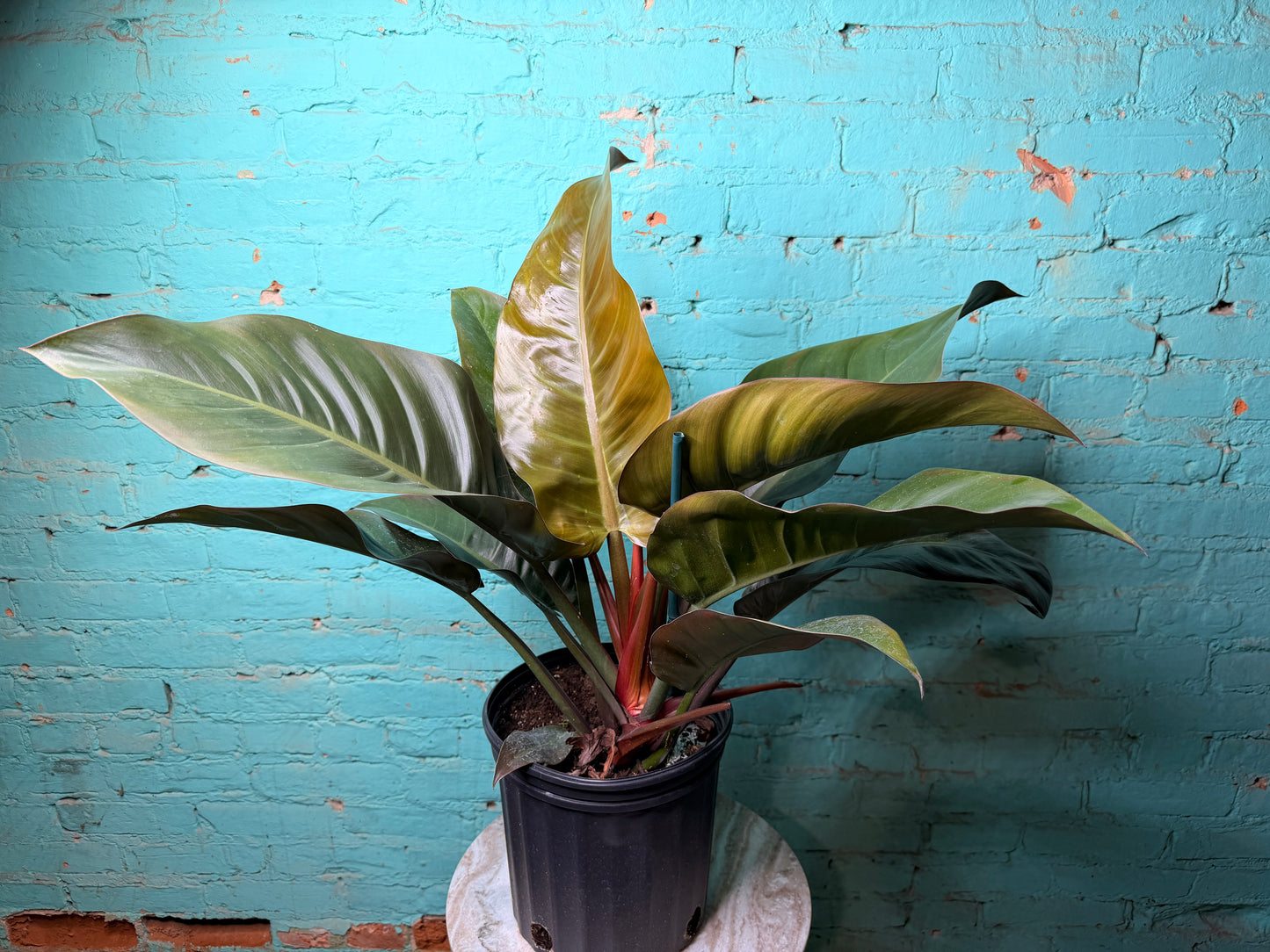Philodendron Imperial Red 10”