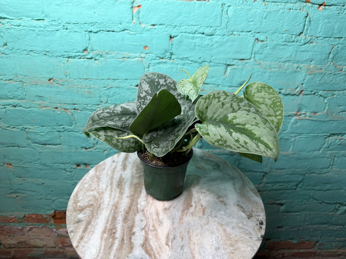 Scindapsus Pictus (Satin Pothos) 4”
