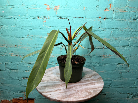 Philodendron Bicolor 6”