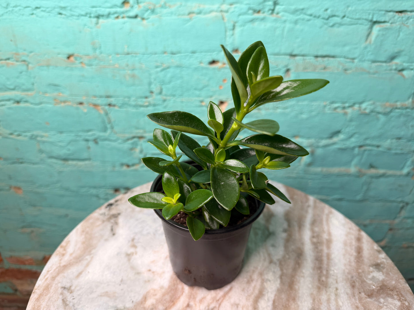 Nematanthus ‘Goldfish Plant’ 4”
