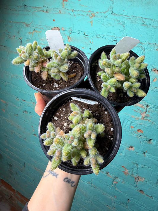 Pickle Plant 4”