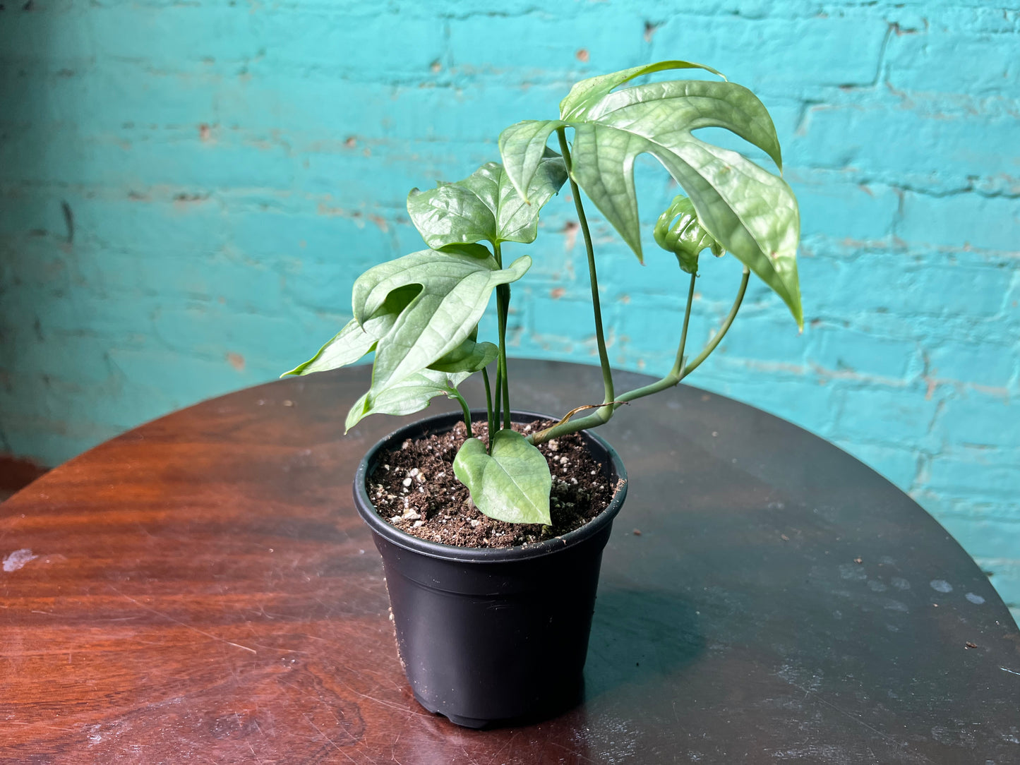 Amydrium Medium Silver 4” (“Monstera Spider-Man)