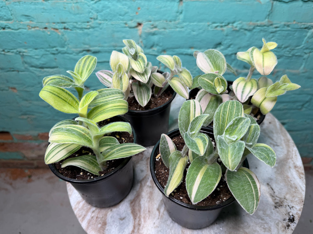 Tradescantia sillamontana ‘White Velvet Tradescantia’