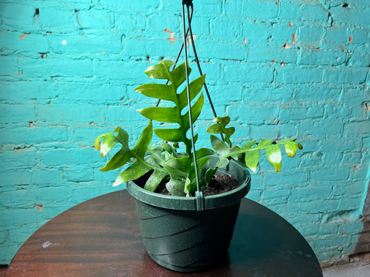 Fern Leaf Cactus 8” basket