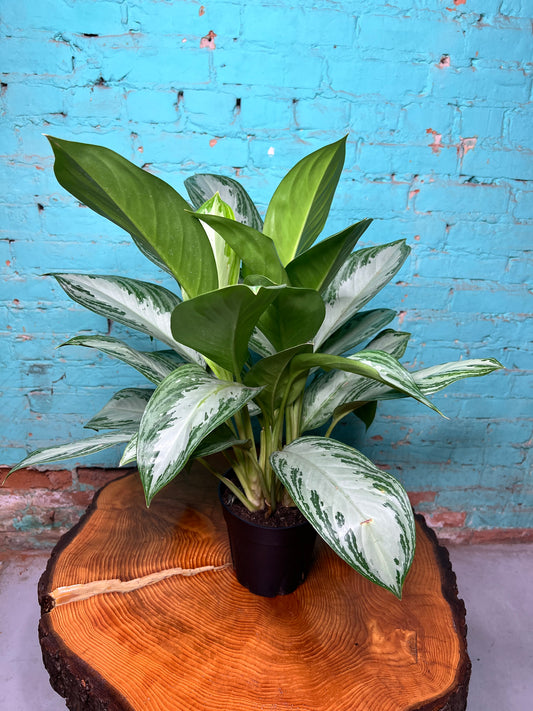 Aglaonema Silver Bay