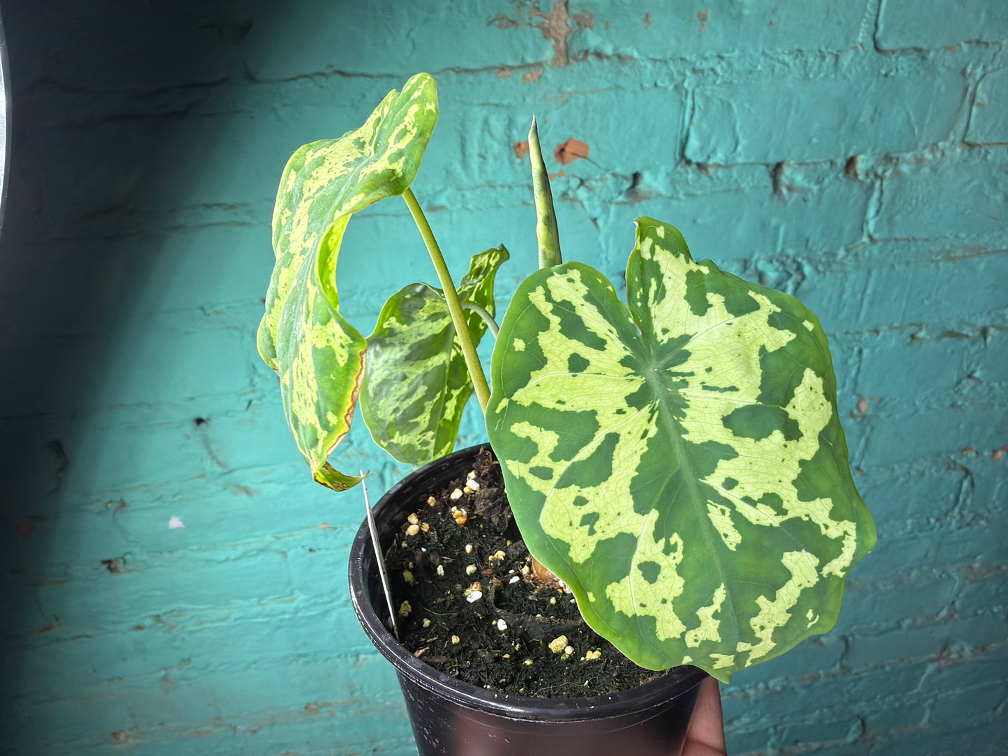 Alocasia Hilo Beauty 4”