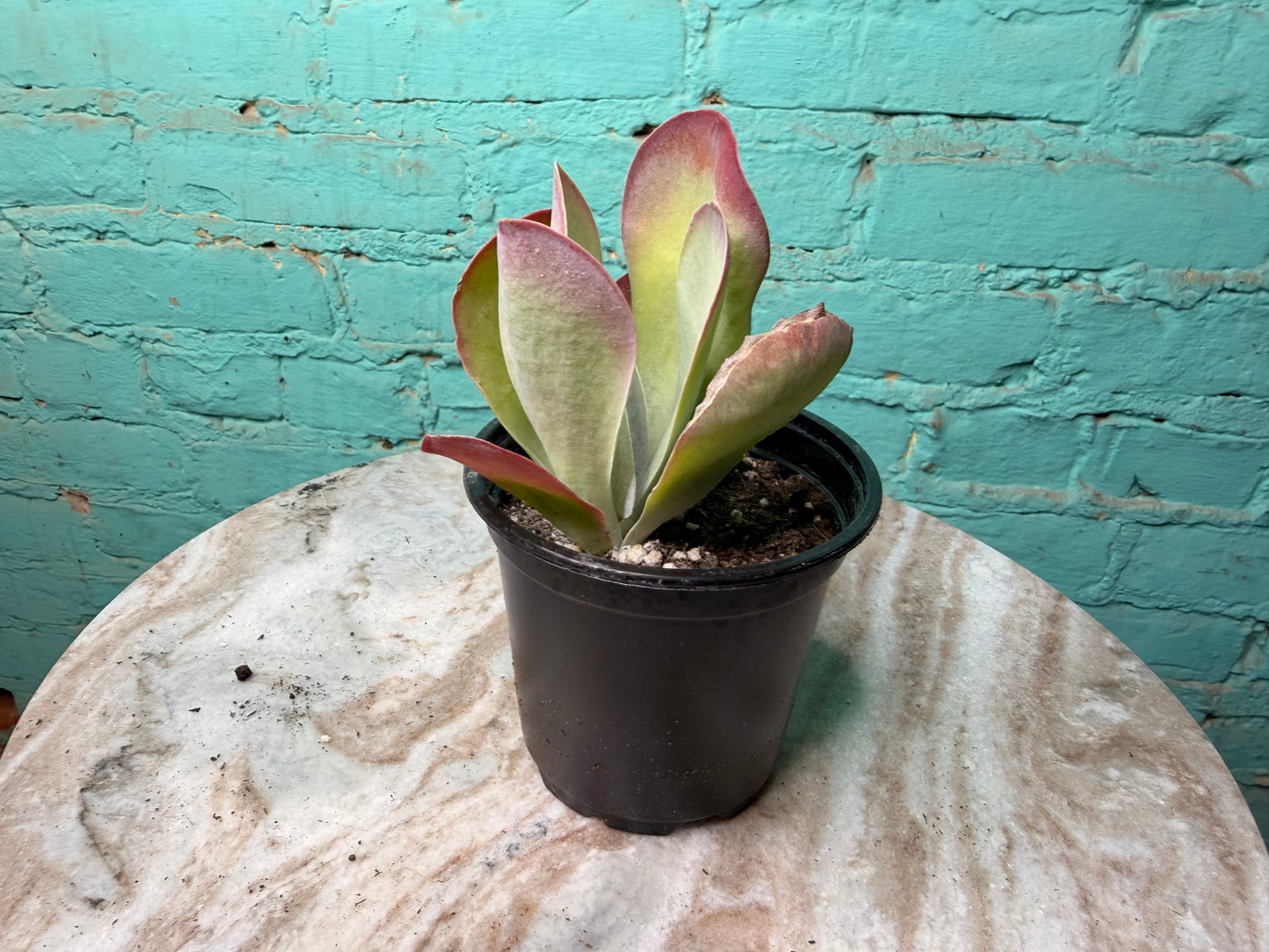 Kalanchoe Luciae ‘Fantastic’ 
- Flap Jack 4”