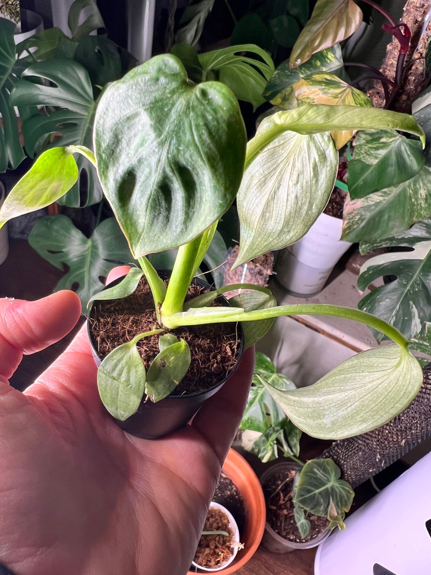 Philodendron Mamei Silver