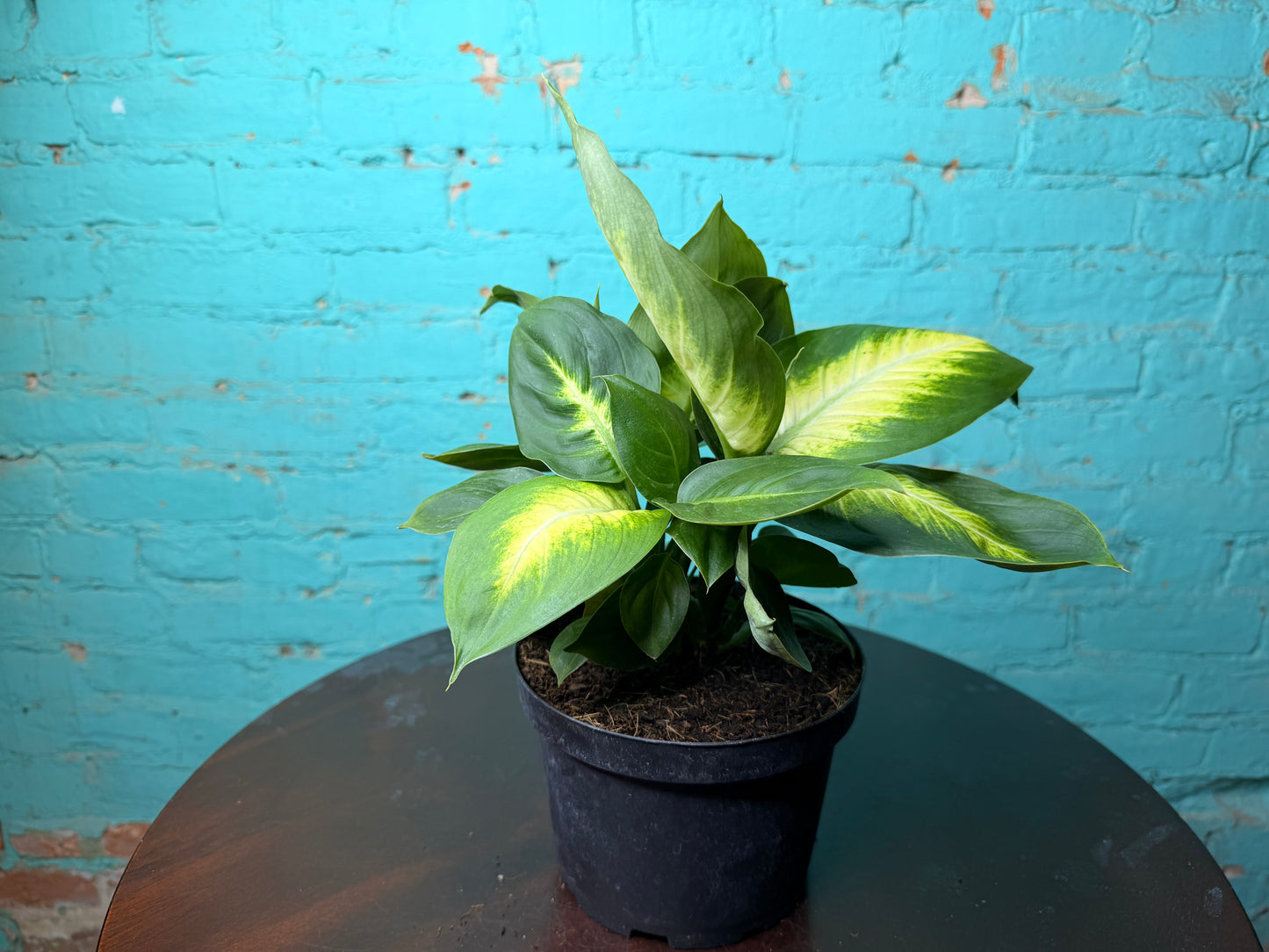Dieffenbachia Honeydew 6”