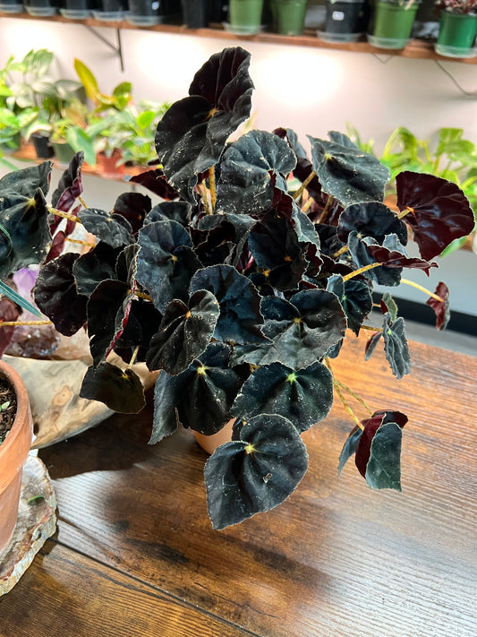 Begonia Dark Mambo 6”