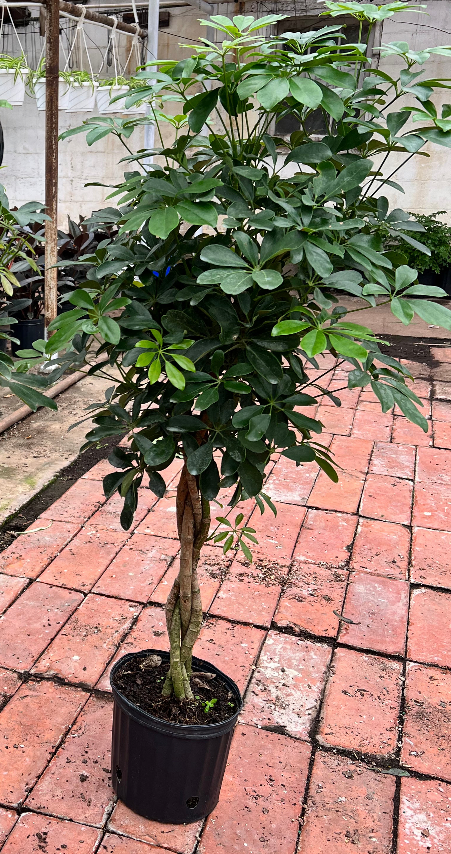 Arboricola Braid Tree 10” (Umbrella Tree)