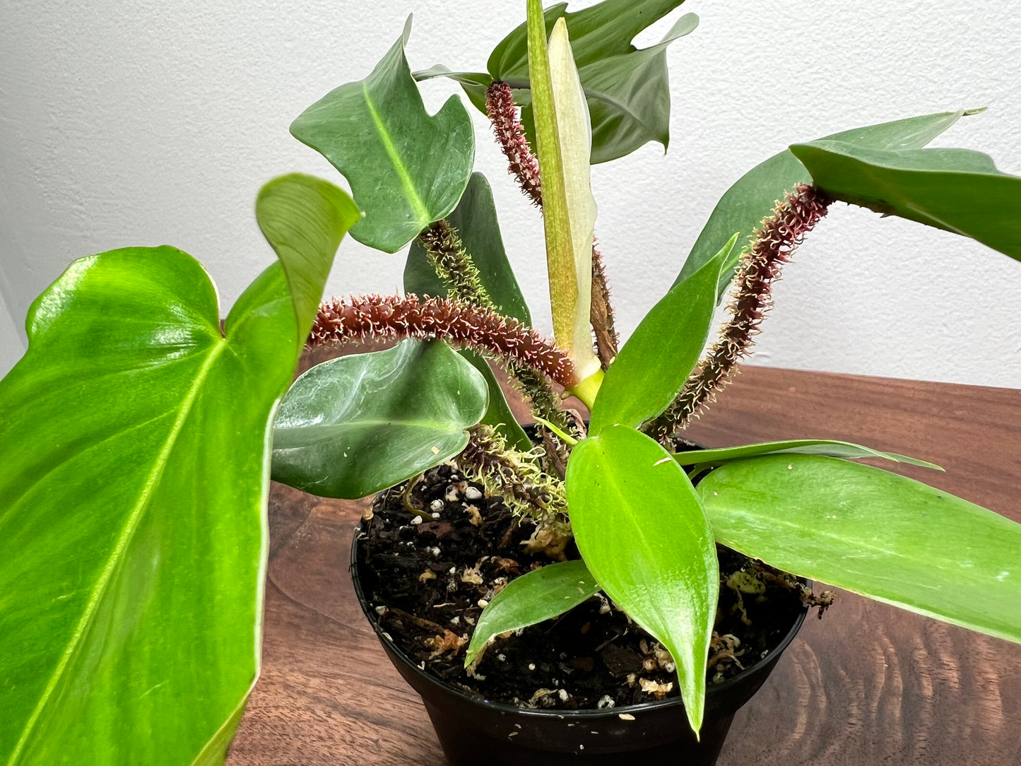 Philodendron Squamiferum